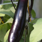 eggplant small