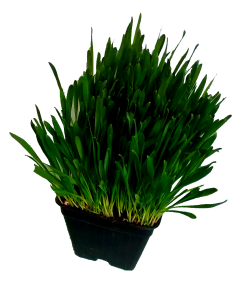 Catgrass